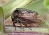 Centrotus cornutus
